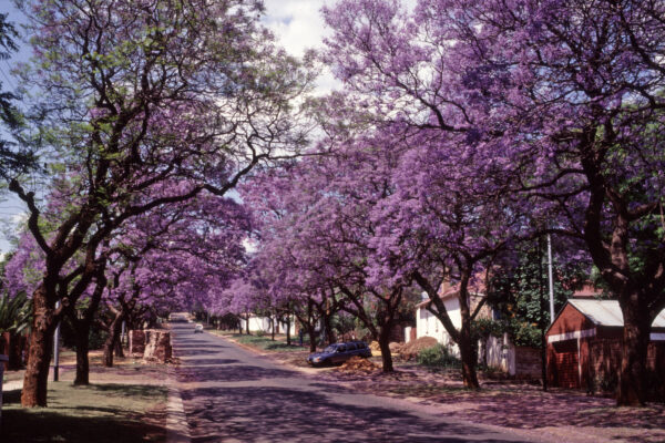 Johannesburg - Südafrika, Jacaranda-Blüte