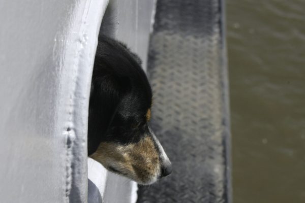 Auf der Fähre von Wischhafen nach Glückstadt über die Elbe, auch unser Hund mag es