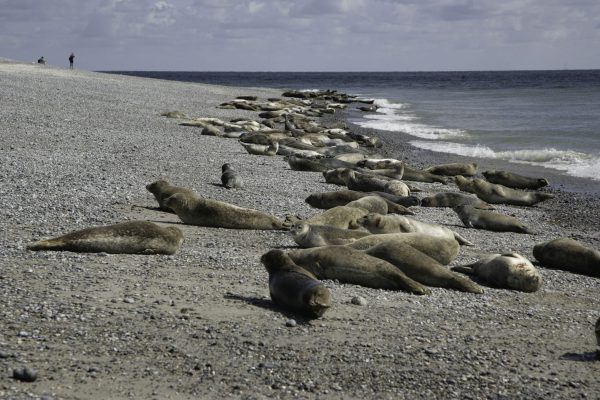 Seehunde warten auf Touristen, Düneninsel, Helgoland